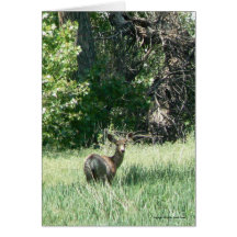 Deer by a River Greeting Card