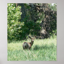 Deer by a River Print