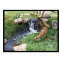 Deer by the falls posters