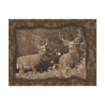 Deer Camo Postcard