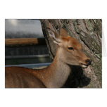 deer deer