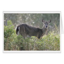 Deer cards by wildlifezoo Deer cards