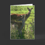 Deer | cards