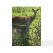 Deer | cards