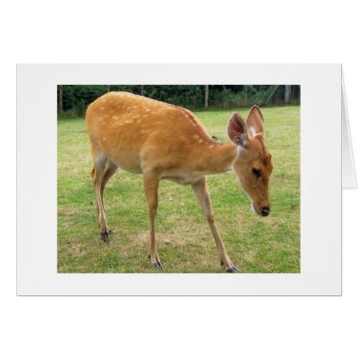 Deer Card by katmal