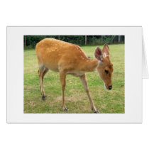 Deer cards