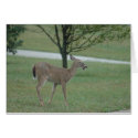 Deer cards by amwesley Deer cards