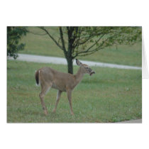 Deer cards