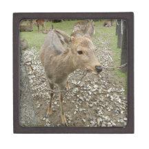 Deer chewing a chain premium jewelry box