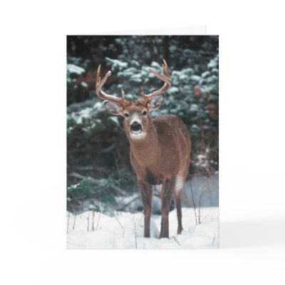 Deer Christmas Card by screwballgraphics