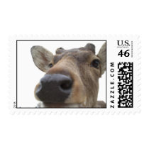 Deer Close-Up postage by superkawaii Deer Close-Up postage