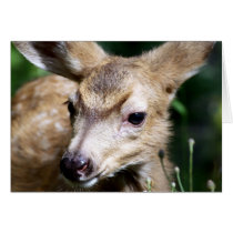 Deer Closeup Card