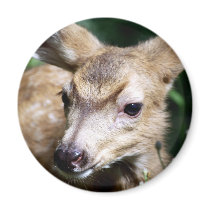 Deer Closeup Refrigerator Magnet