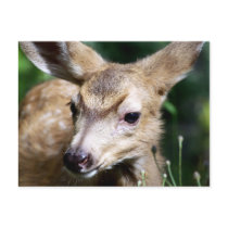 Deer Closeup Post Card