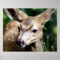 Deer - Closeup Poster