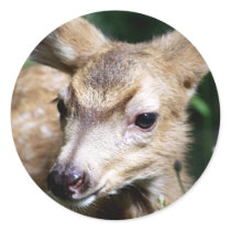 Deer Closeup Round Stickers