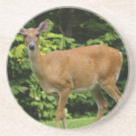 Deer Coasters