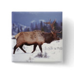 Deer Country buttons
