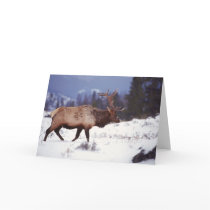 Deer Country Cards