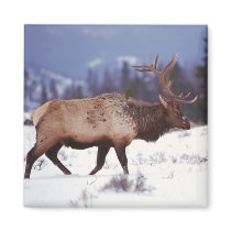 Deer Country magnets by MuseMagic Deer Country magnets