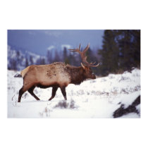 Deer Country posters by MuseMagic Deer Country posters