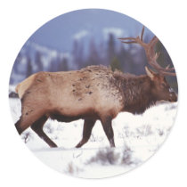 Deer Country stickers by MuseMagic Deer Country stickers