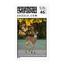 Deer Crossing Postage Stamps