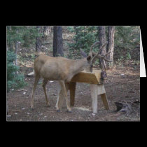Deer eating outside our back patio in Utah Card