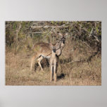 Deer Family Poster