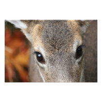 Deer Fawn Closeup Portrait