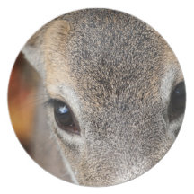 Deer Fawn Closeup Portrait Plates