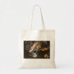 Deer Fawn in a Creek Bag