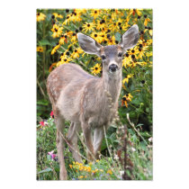 Deer Fawn in Flower Garden Photograph
