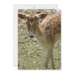 Deer Fawn Invitation