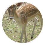 Deer Fawn Sticker