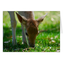 Deer Go Green Cards