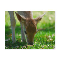 Deer Go Green Postcards