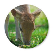 Deer Go Green Refrigerator Magnets