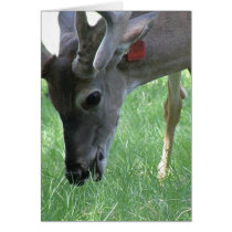 Deer Grazing Greeting Card