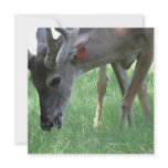 Deer Grazing Invitations