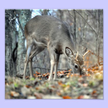 Deer grazing photography