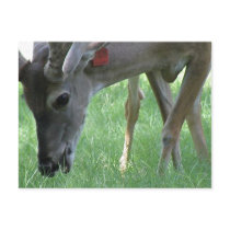 Deer Grazing Postcard