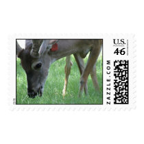 Deer Grazing Stamp