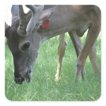 Deer Grazing Stickers