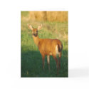Deer Greeting Card