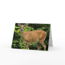 Deer Greeting Card