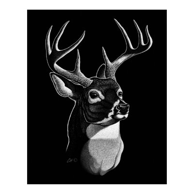 Black+and+white+scratchboard