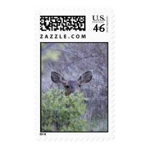 Deer hiding in bushes postage