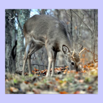 Deer Hunter posters