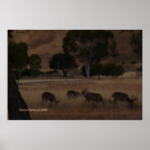 Deer in Dry Grass (10) Posters